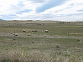 Patagonie 158